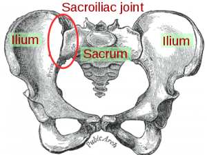 Sacroiliac Joint